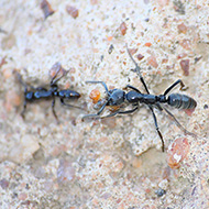 Image: Matabele ants